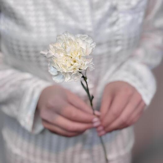 Белая гвоздика / диантус 🤍