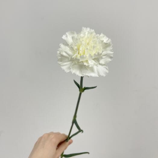 Гвоздика белая (от 15 шт.)