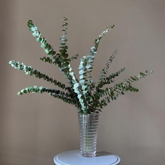 Graceful premium eucalyptus Baby Blue for the interior