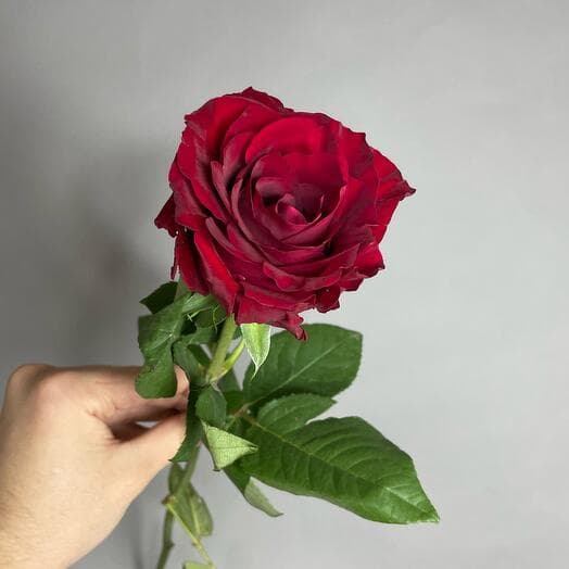 Red rose
