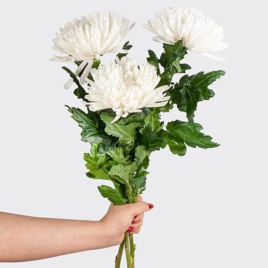 Three white chrysanthemums