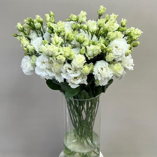 Eustoma (Lizianthus) Alice, 9 pcs