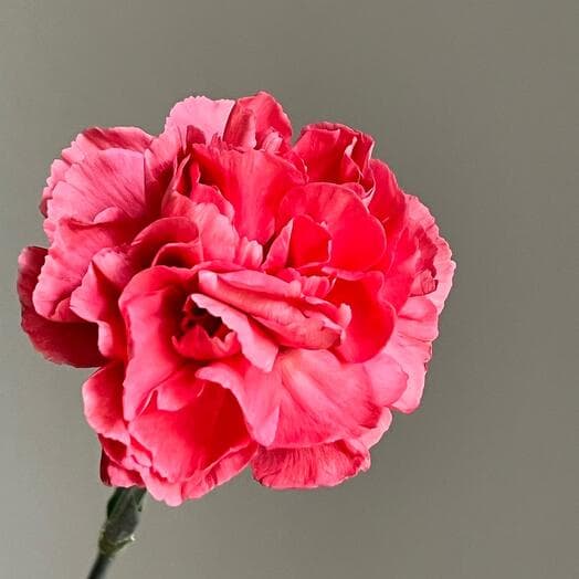 🪸 Diantus cloves varietal coral red pink. Persistent flower