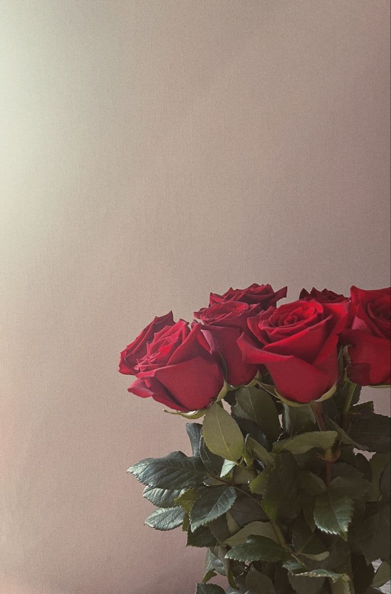 31 red roses