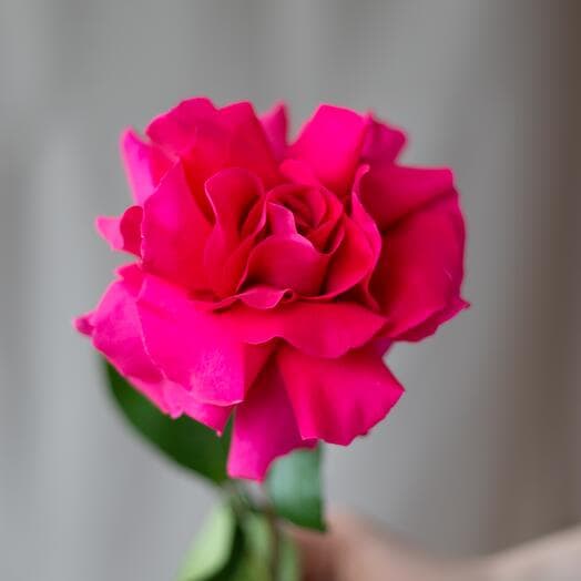 French rose is raspberry