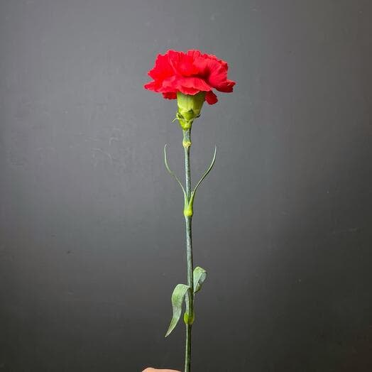 Гвоздика красная 50см