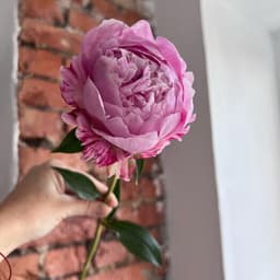 Pionomes Premium Sarah Bernard Pion Pink0