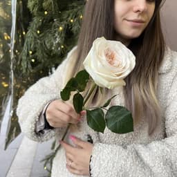 Pionivate fragrant rose White Ohara0