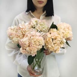 Pink hydrangea in a vase0