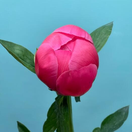 Coral peonies
