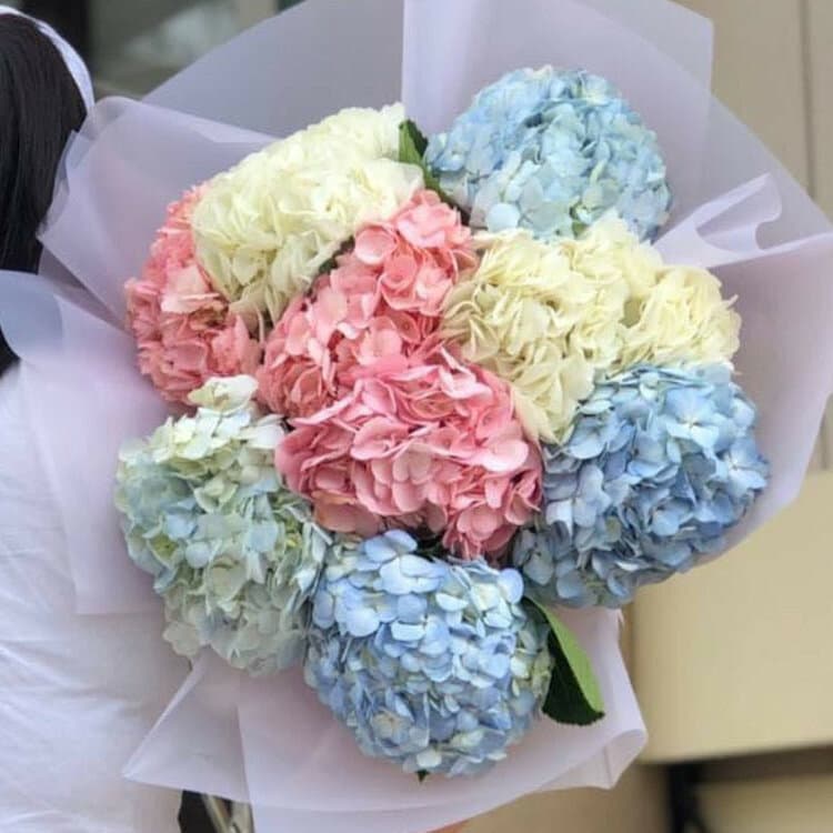 9 hydrangea