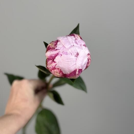 PION Pink Sarah Bernard