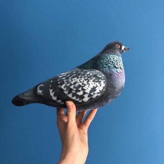 The pigeon Natasha