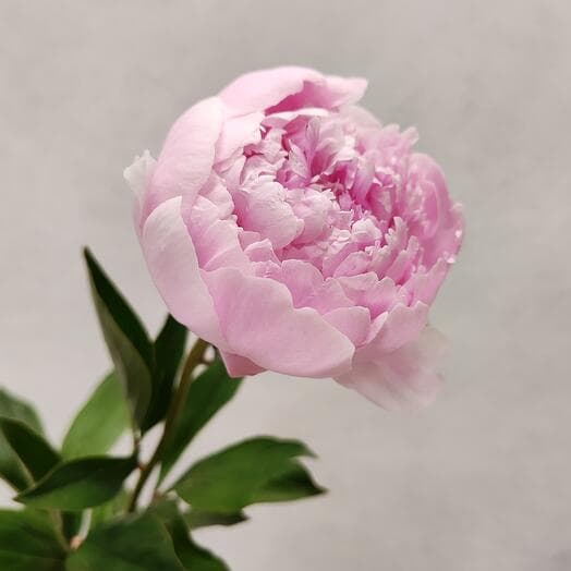 Пион розовый