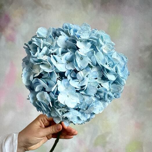 The hydrangea flower is blue