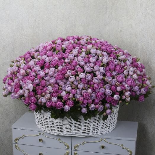 301 Bush pionivid rose Misty Babble and Lavender Babble in the basket