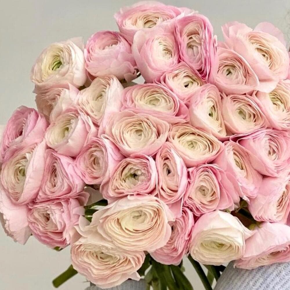 51 ranunculus
