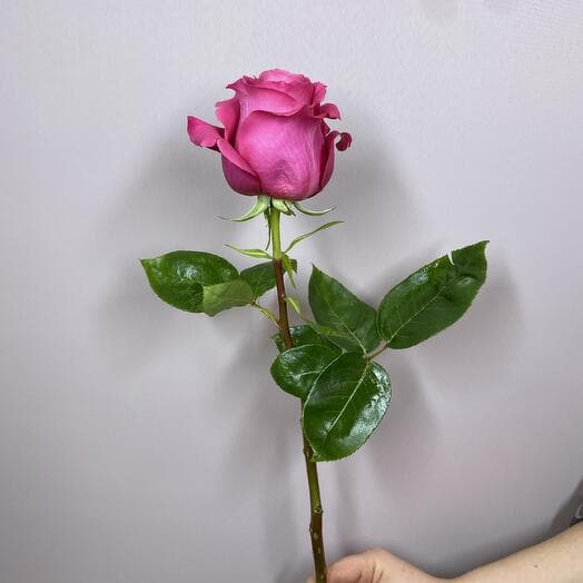 Bright pink rose Pink Floid