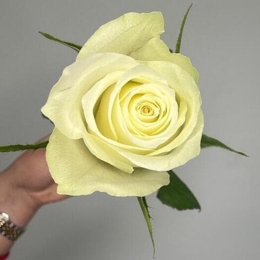 Белые розы «Кристальная Любовь»