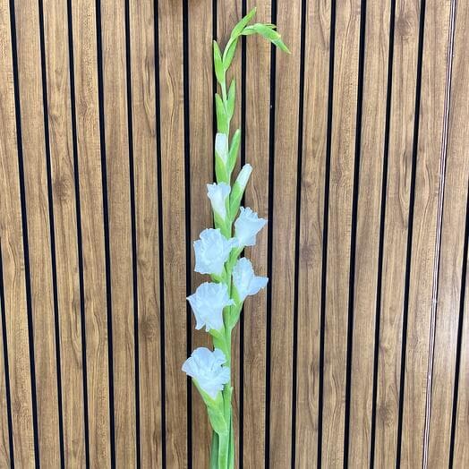 Gladiolus is white