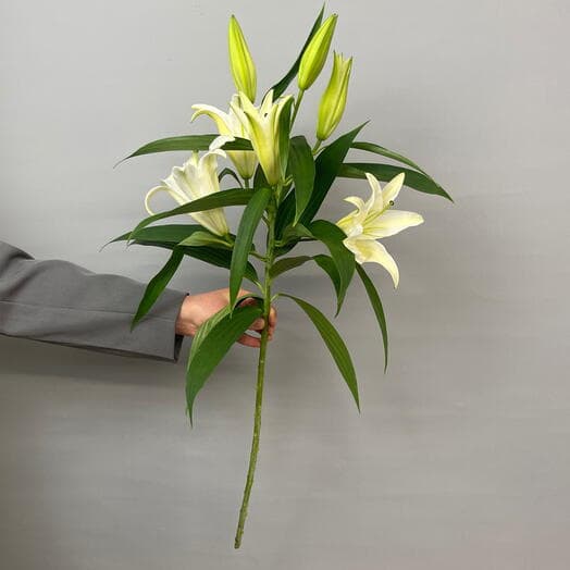 Лилия 1 шт