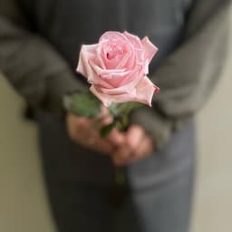 Роза Пинк ОХара0