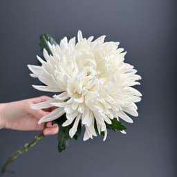 Chrysanthemum is one -headed white0