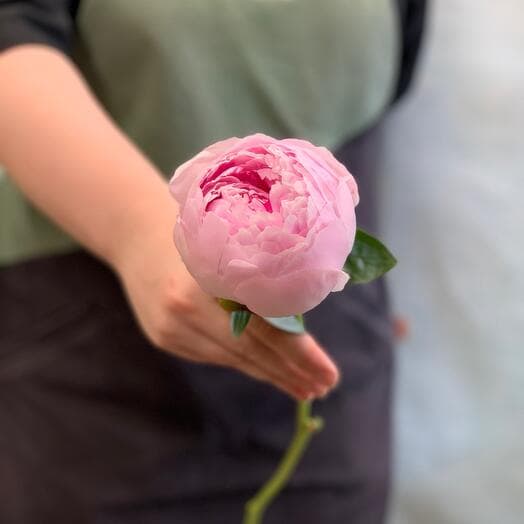 Пион Сара Бернар