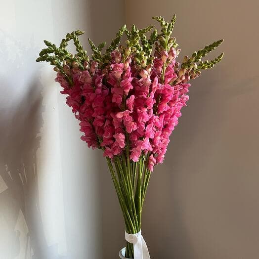 Monobuket of 25 pink anti -rinums of lion's yawns