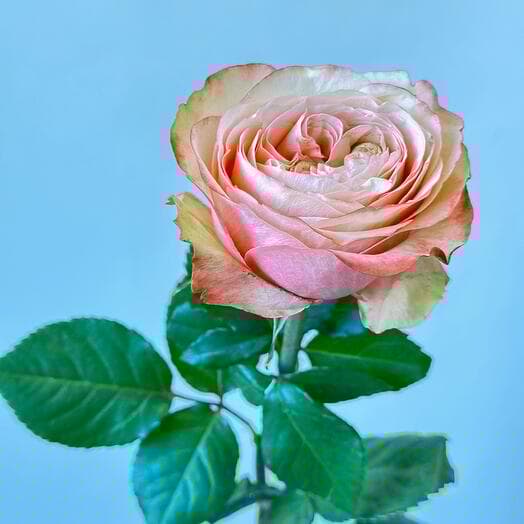 Pionovid Rose Kahala