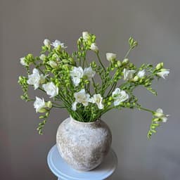 Ароматная фрезия 29 шт0