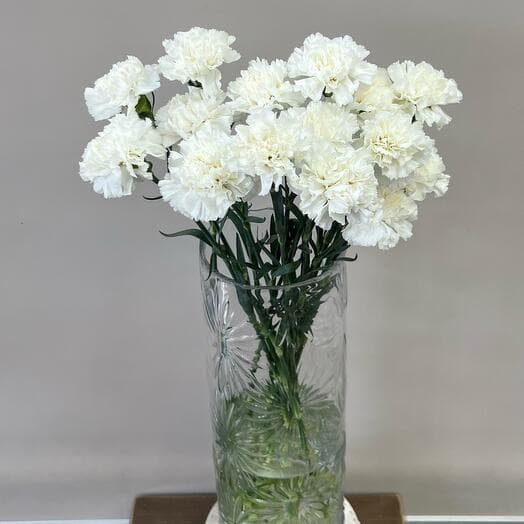 One -headed diantus Polar White, 15 pcs