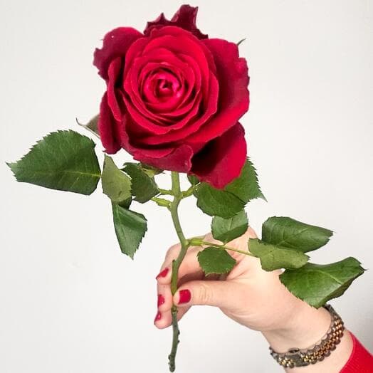 Red roses "Bordeaux Voyage"