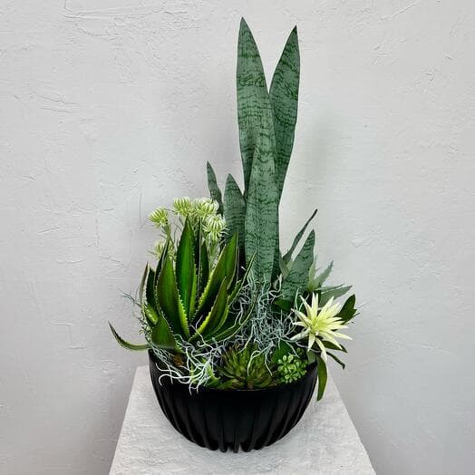 Oasis 2.0