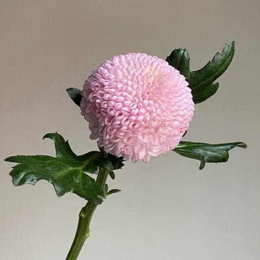 Chrysanthemum Momok