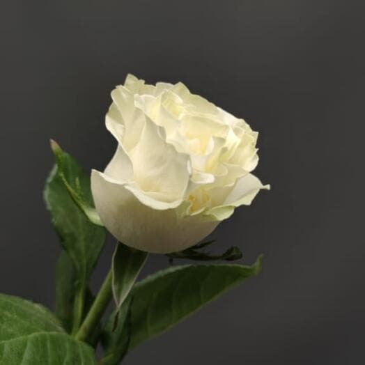 Rose white 60cm Ecuador