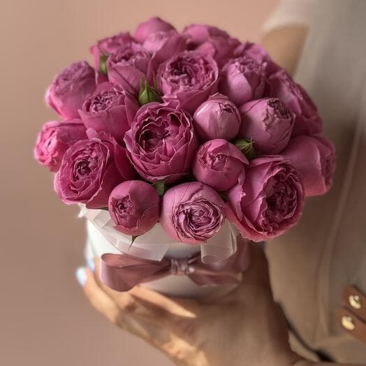 Pionovite bush rose in the box "Mini Compliment"