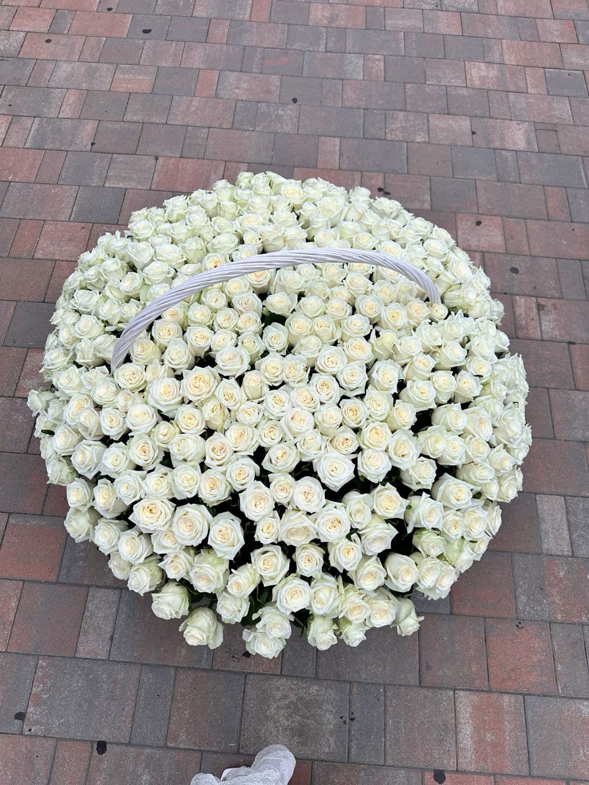51 White Roses Elegant