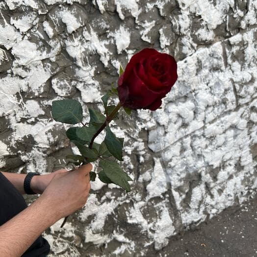 Роза Эквадор 70см