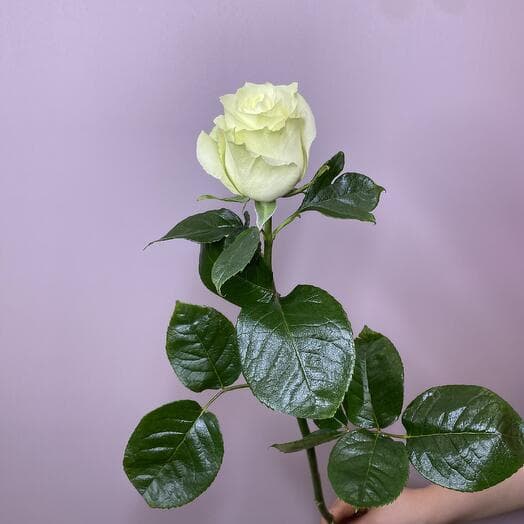 White Rosa Mondial