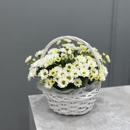 Basket with a bush chrysanthemum0