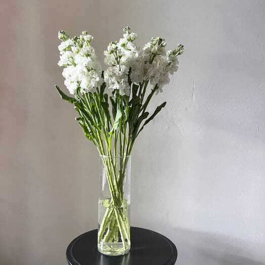Mattiola white for the interior
