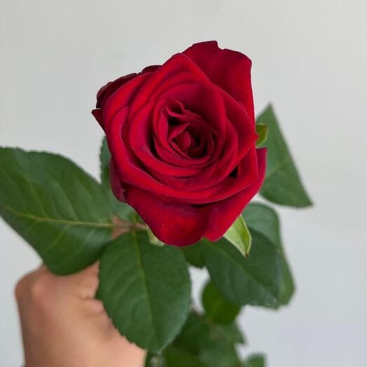 Rose Red variety "Red Naomi" 60cm