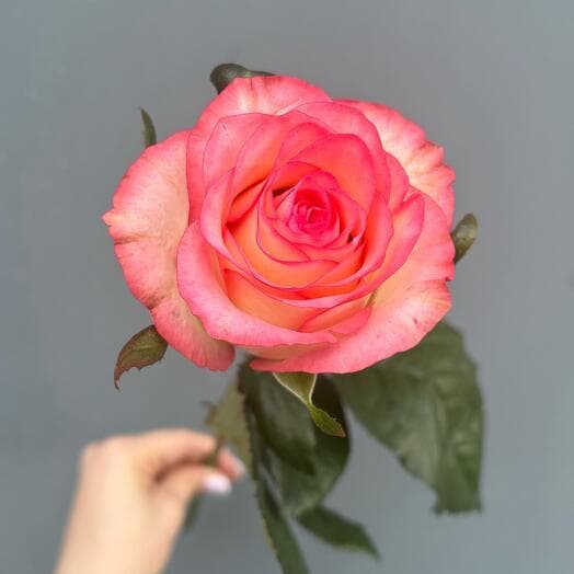 Rose Jumily