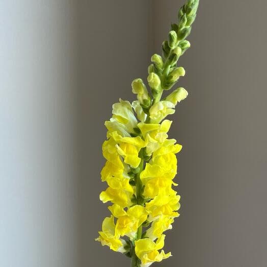 Yellow anterrinum lion's pharynx