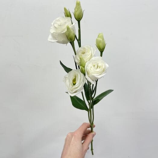 Эустома( от 11 шт)