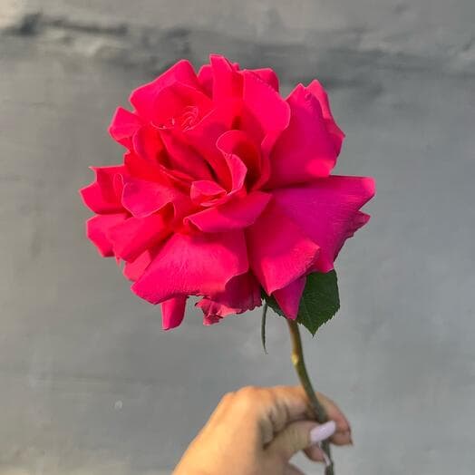 Роза французская