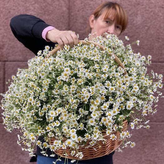 Chamomile 1