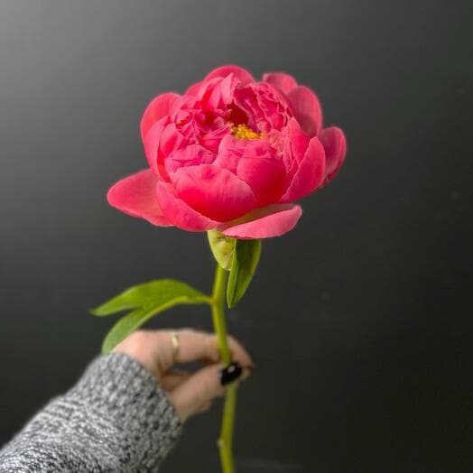 Coral Pion Coral Sharm