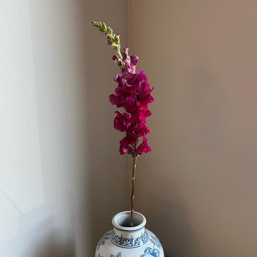 Фиолетовый антирринум